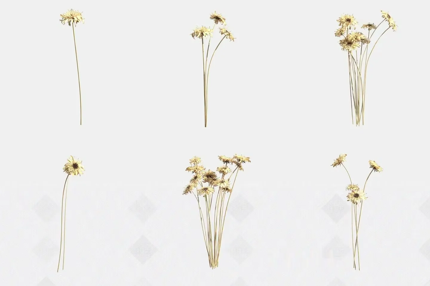 Dried Flowers On A White Background 3D Model – 22809 – VRAY Render
