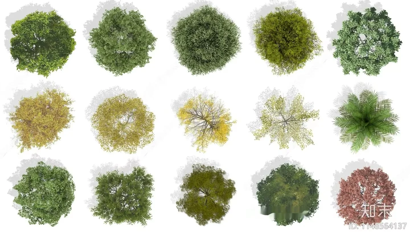 Tree Species 3D Model – 4004 – VRAY Render