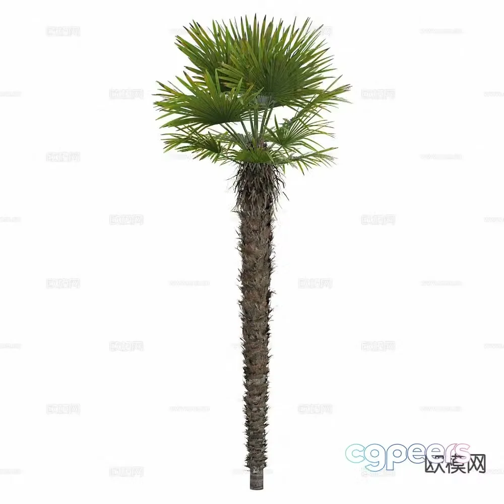 Coconut tree Palm tree Tropical tree 3d model