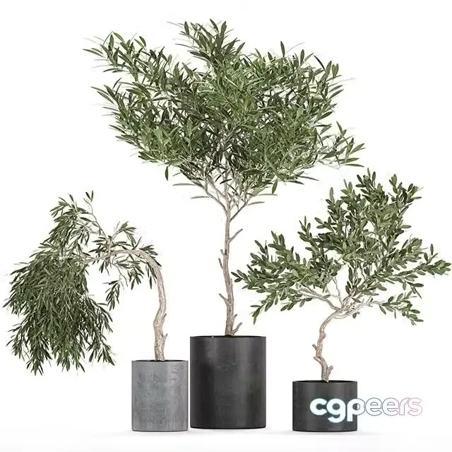 3ds Max Free – A collection of decorative small weeping Olive trees in black concrete pots. Set 734