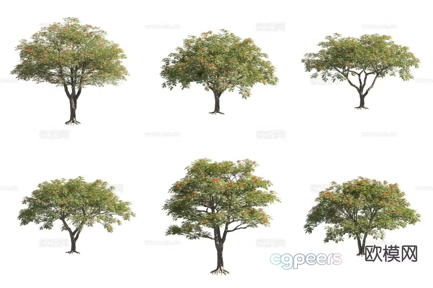 Poinciana shadow tree landscape tree flower tree 3d model