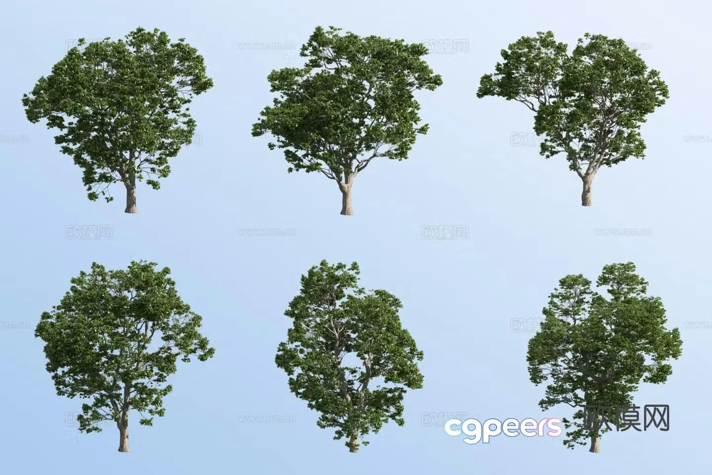 European chestnut tree landscape tree 3d model