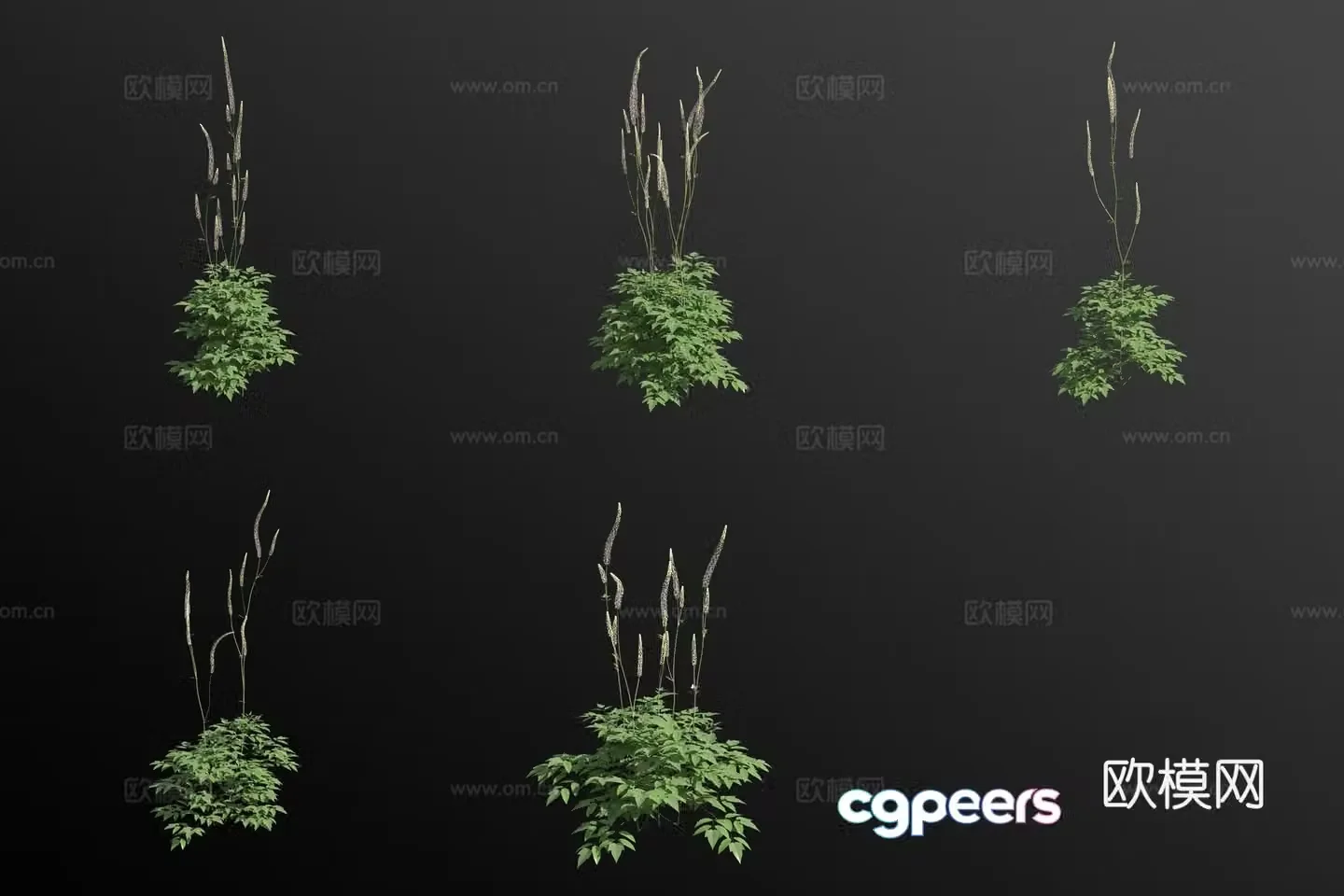 Single panicle cohosh flower 3d model