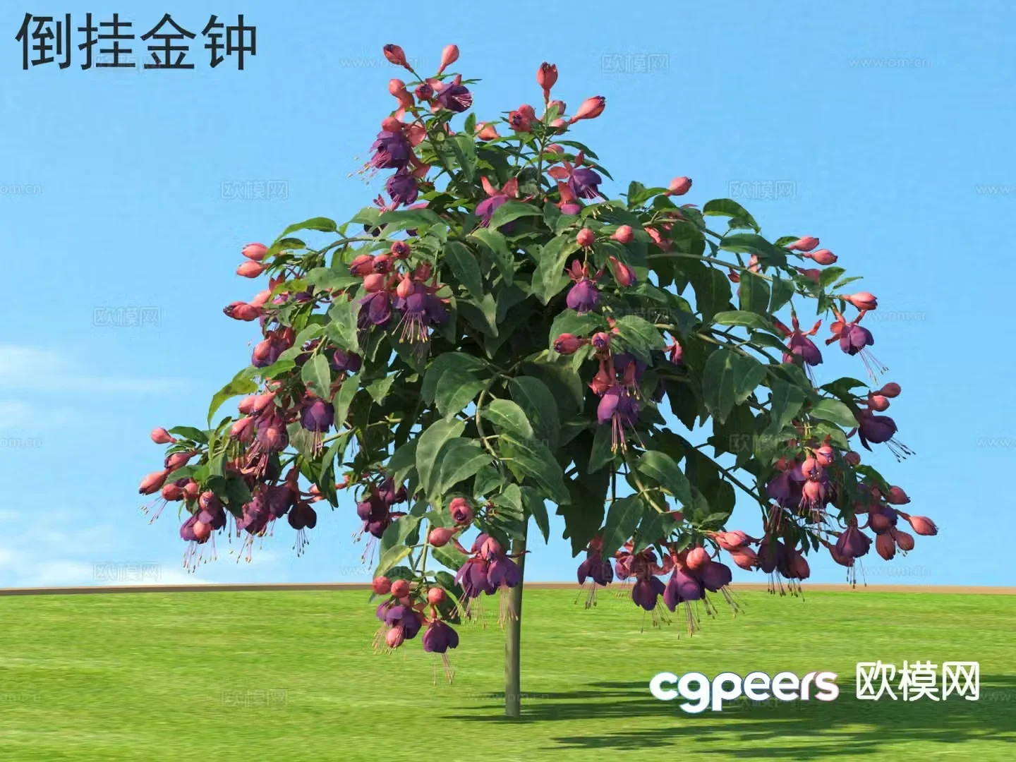 Fuchsia flowers plants shrubs plants 3D model