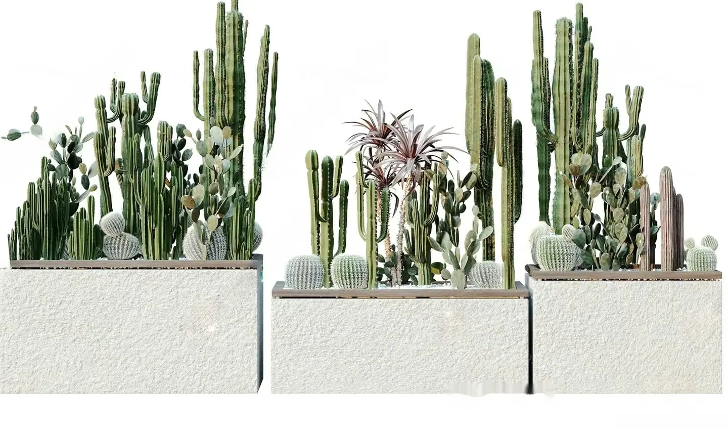 Three White Planters With Cacti 3D Model – 23198 – VRAY Render