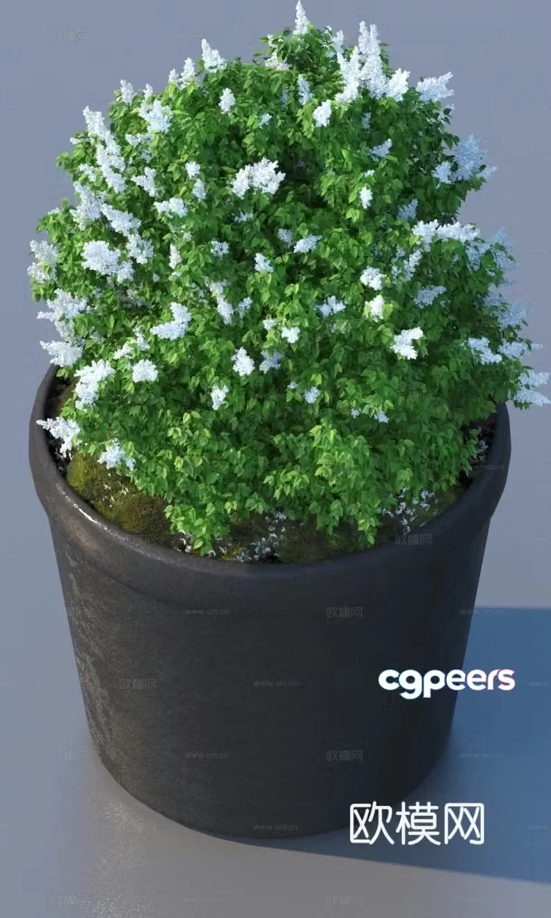flowerpot potted plant green plant plant 3d model