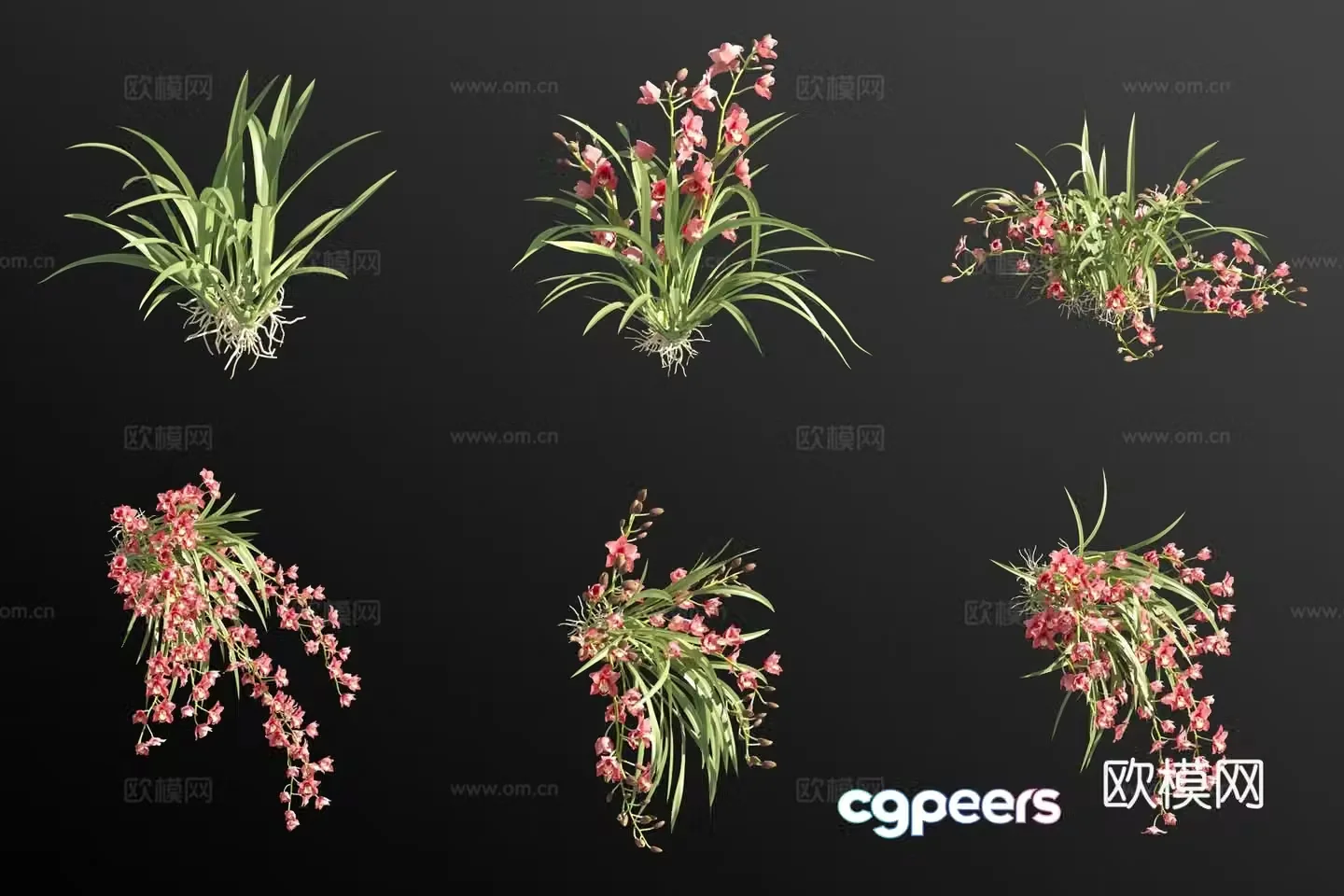 Red cymbidium orchid flower 3d model