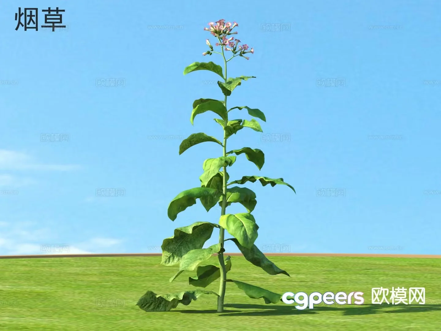 Tobacco Vegetable 3D Model