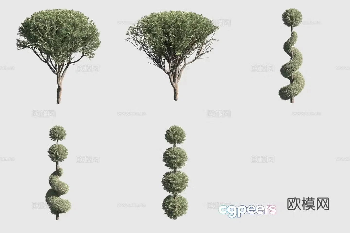 Fork round cypress hedge bush 3d model