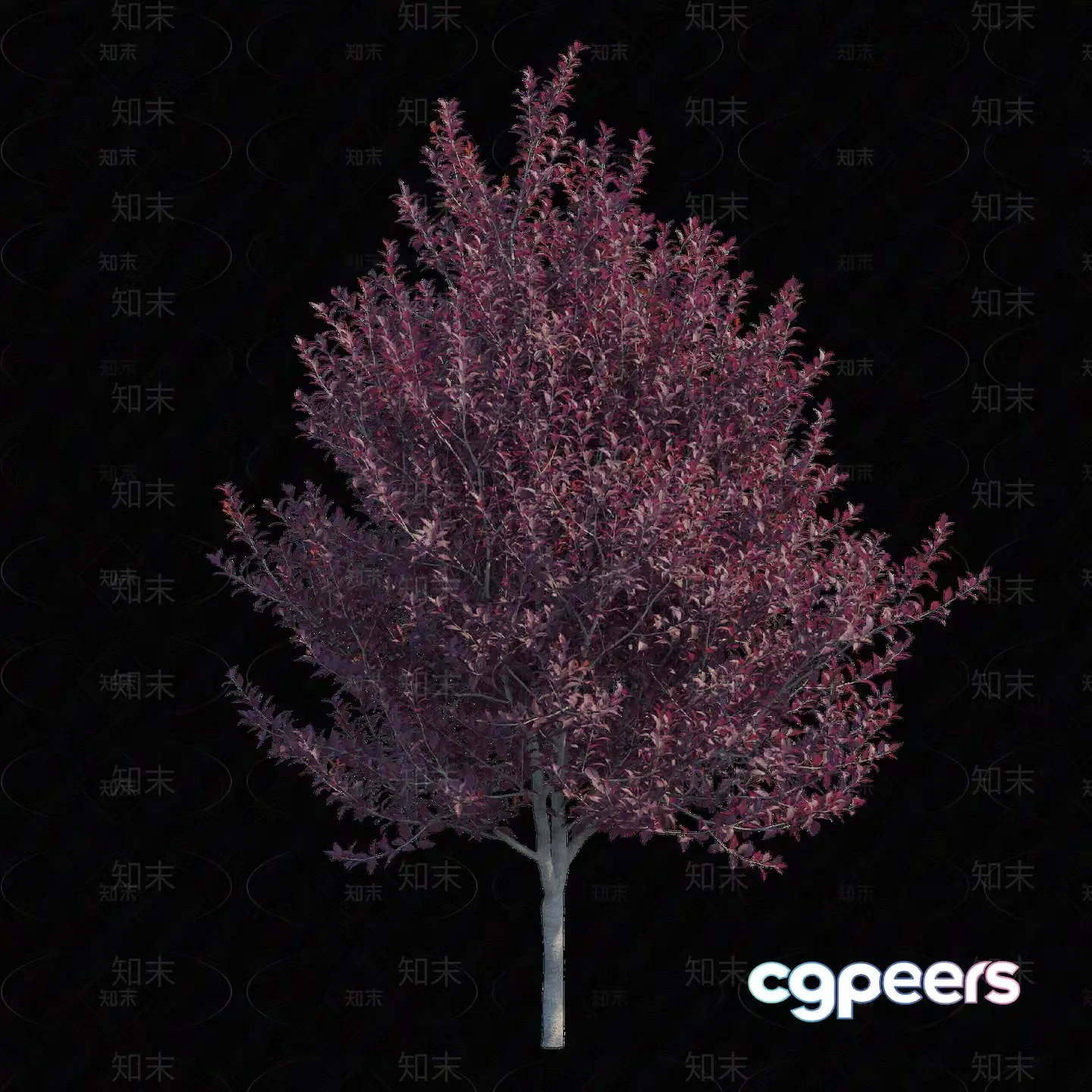 A Tree With Pink Leaves 3D Model – 5636 – VRAY Render