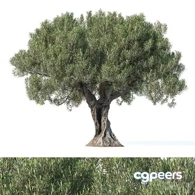 3ds Max Free – Olive tree 8