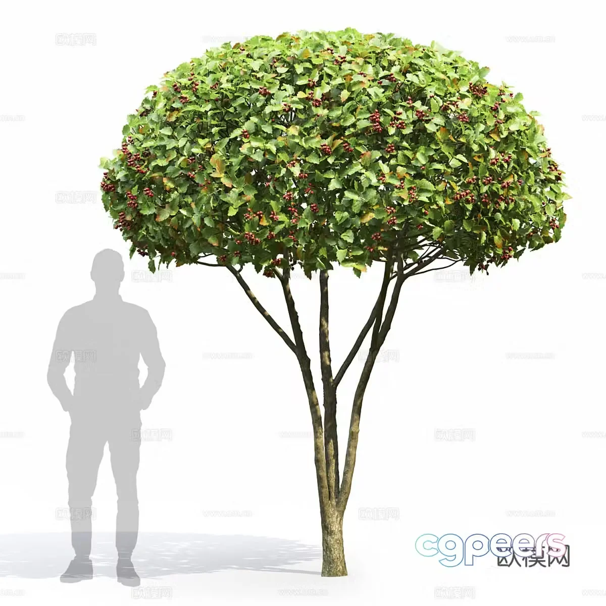 Hawthorn tree 3d model
