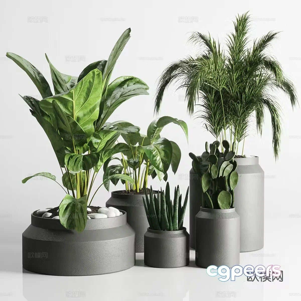 Plant bonsai aloe vera tiger orchid 3d model