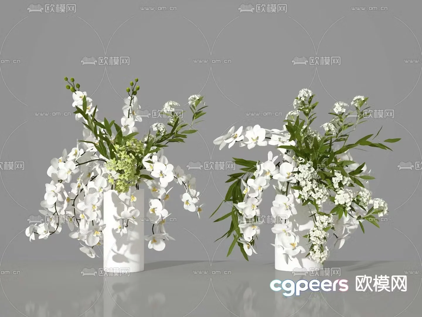 Plant Phalaenopsis 3d model