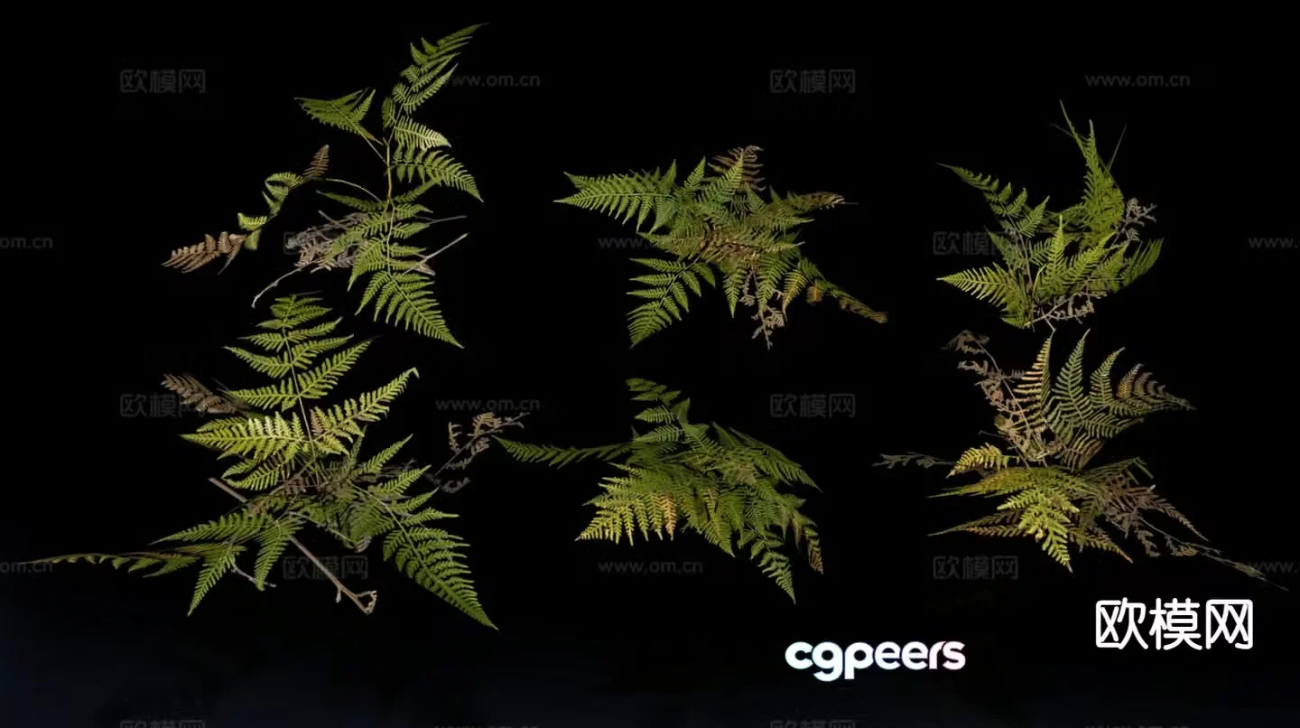 Wild grass plants fern 3d model