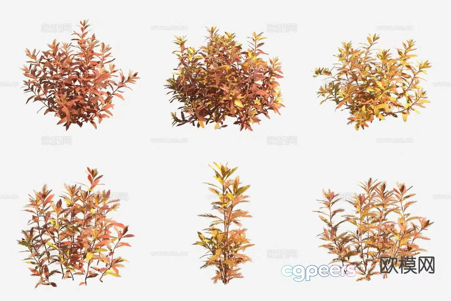 Red Umbrella Grass Aquatic Plants 3D Model