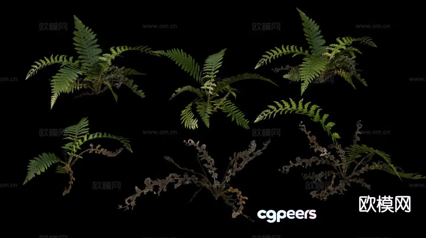 Wild grass plants fern 3d model