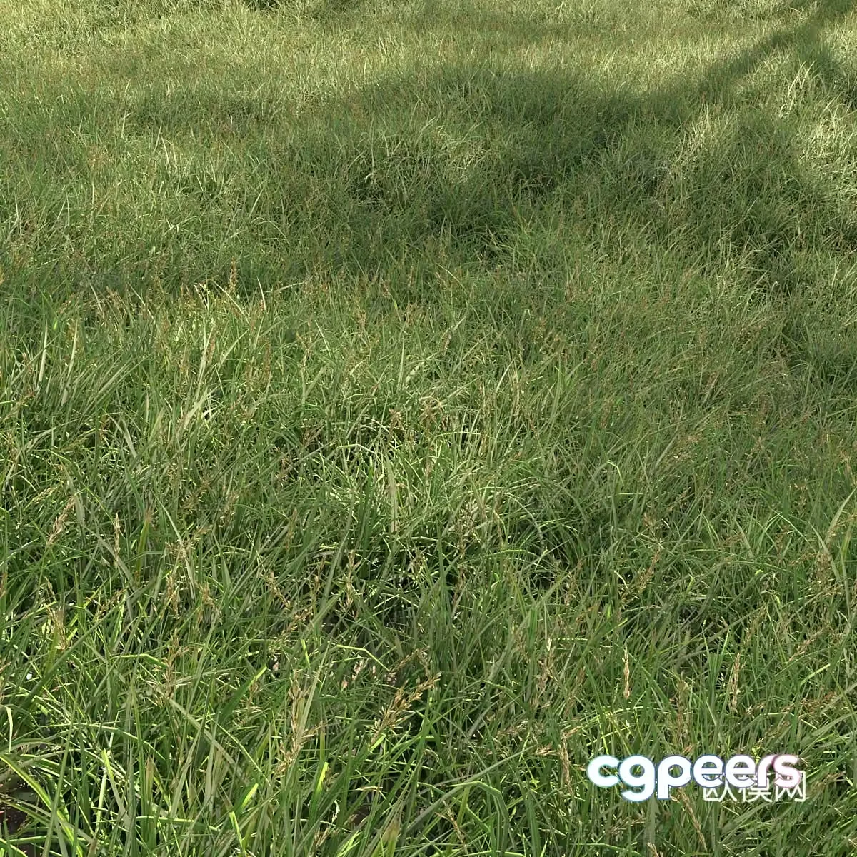 Lawn grass 3d model