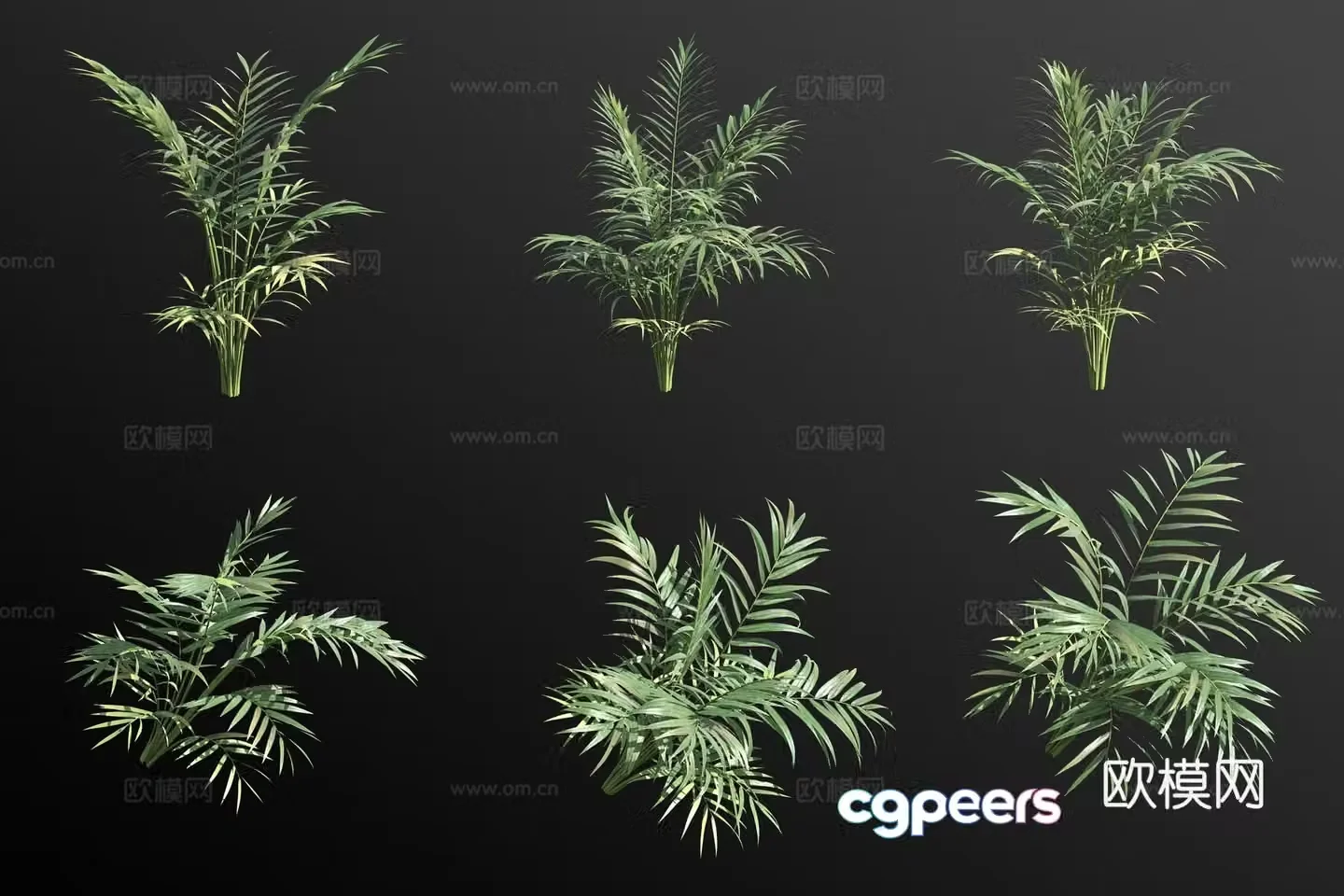 Pocket coconut tree tropical plant 3d model