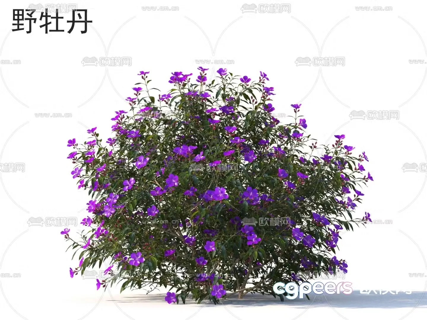 Peony flower plant 3d model