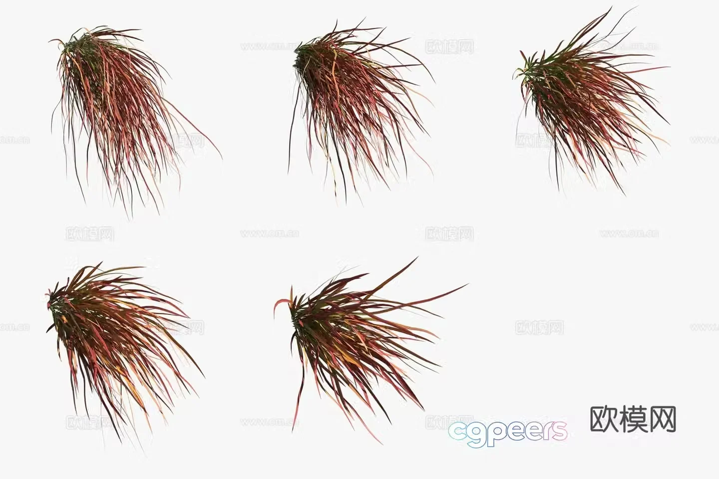 Red Baron Blood Grass Flowers and Grass 3D Model