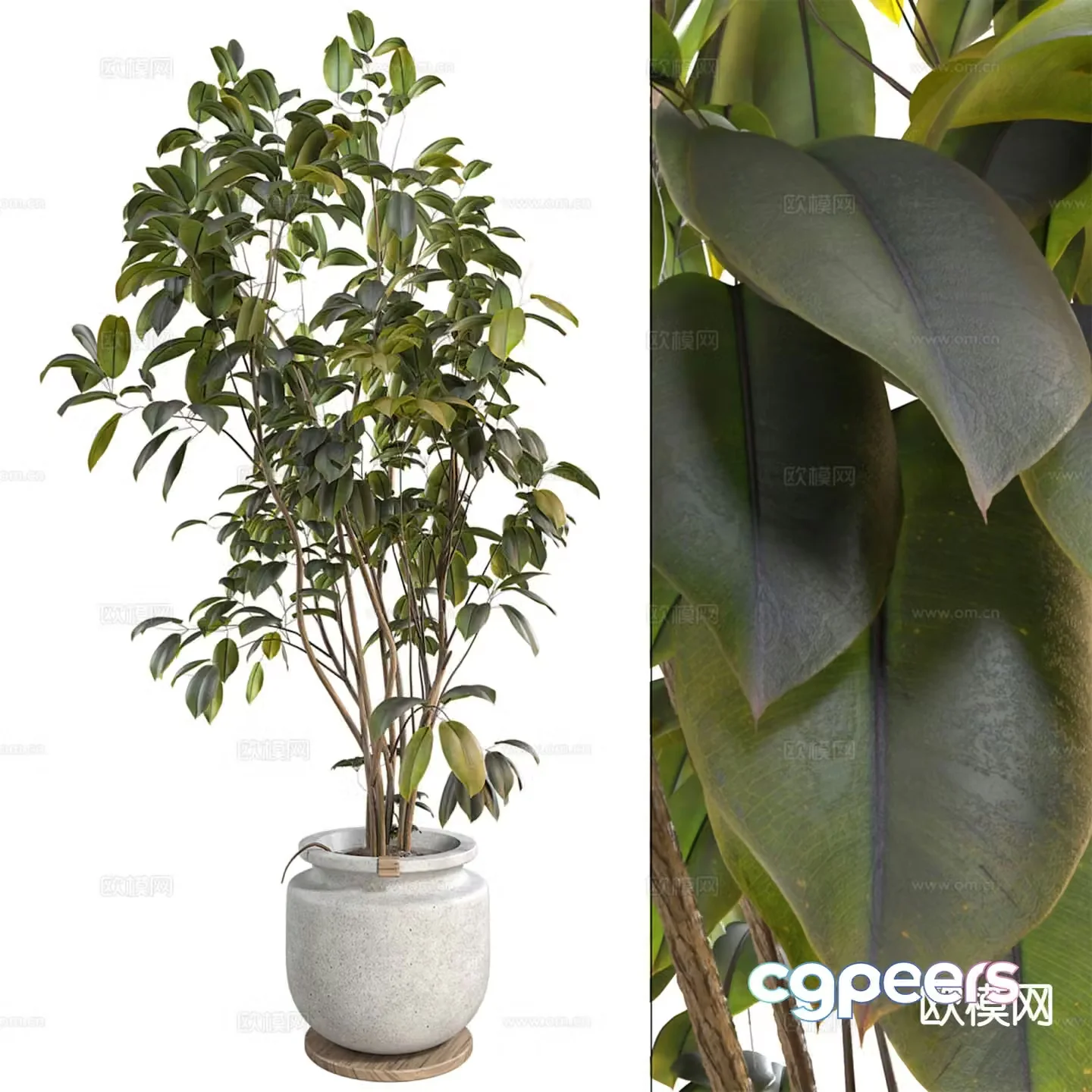 Potted plants Bonsai Jungle Banyan Tree 3D Model