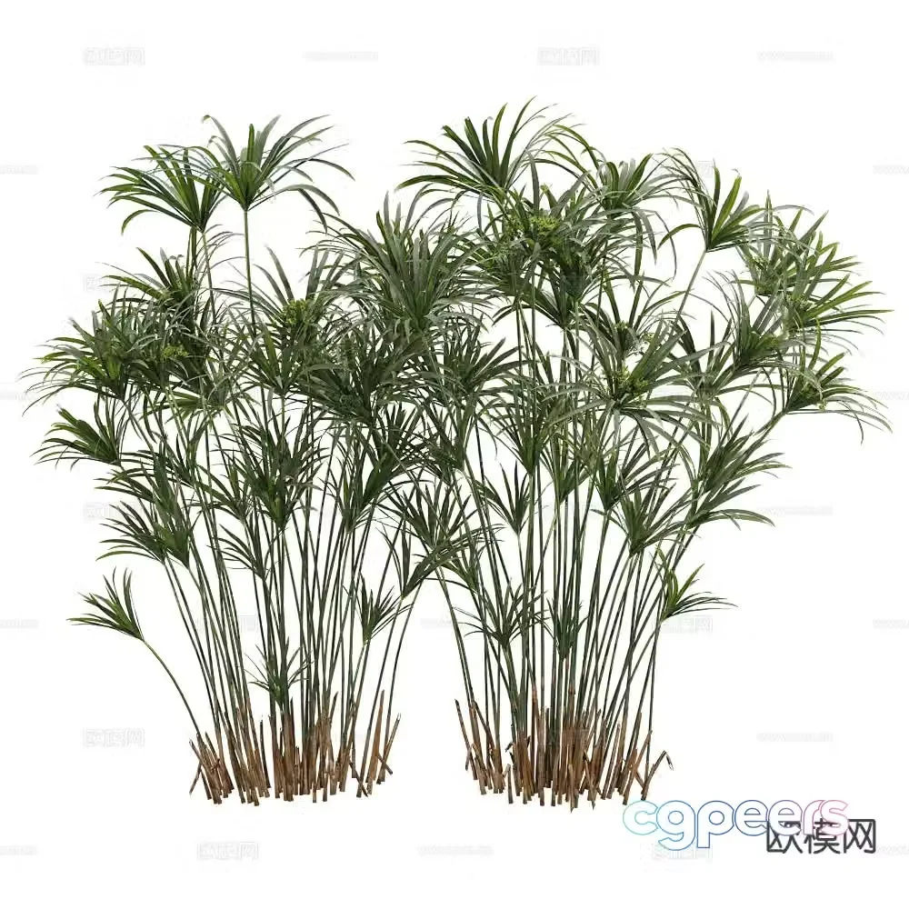 Shrub Bamboo 3d model