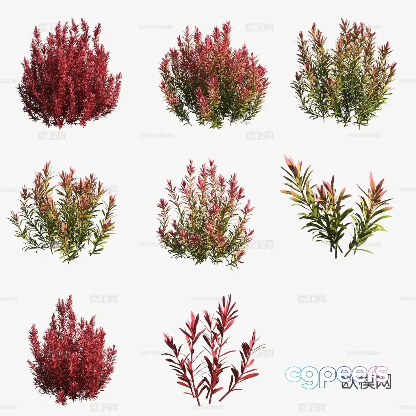 Aquatic plants red round leaves aquatic plants 3D model