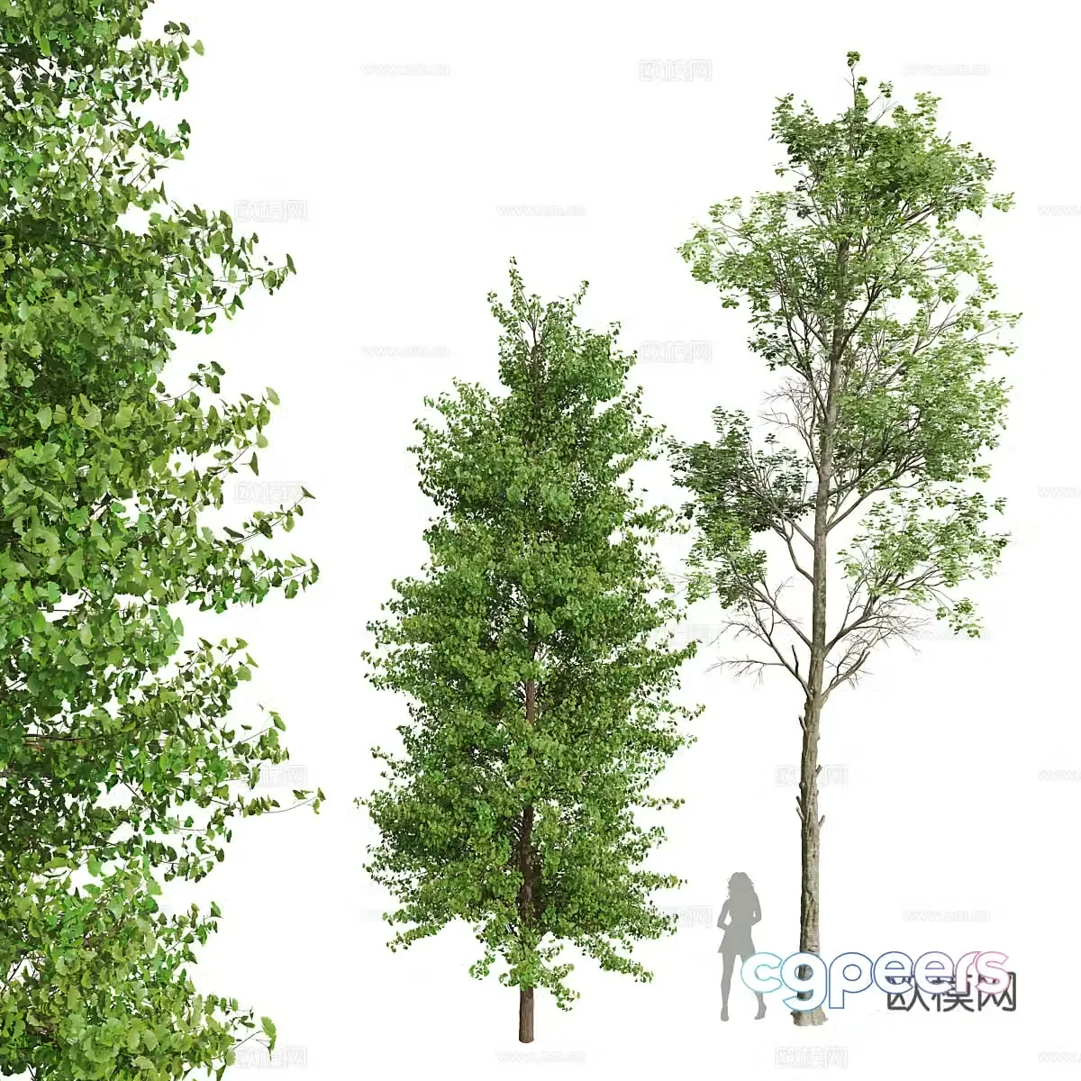 Ginkgo tree landscape tree 3d model