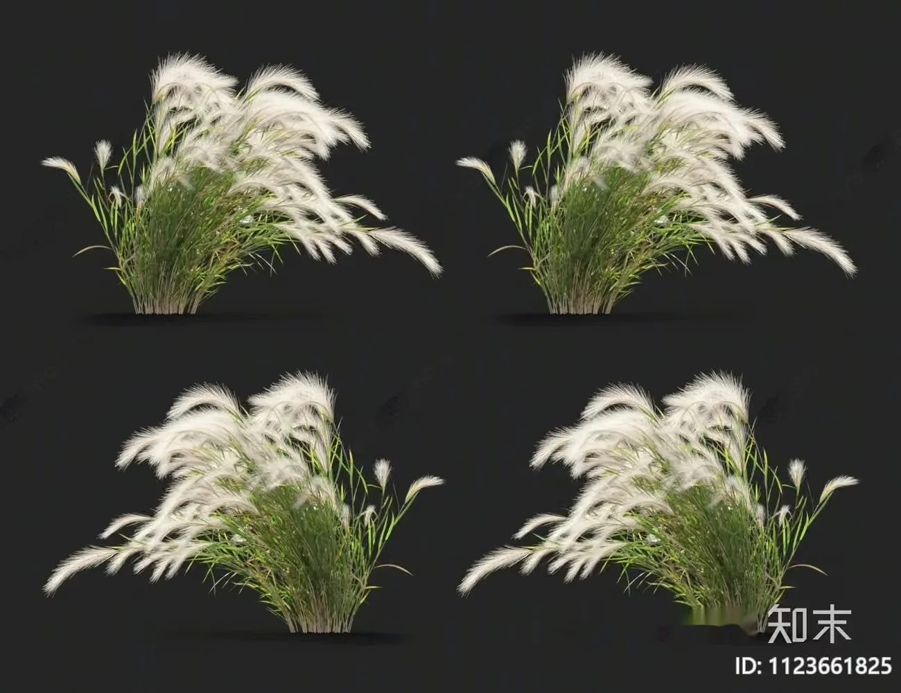 White Grass With Green Stems 3D Model – 8598 – VRAY Render