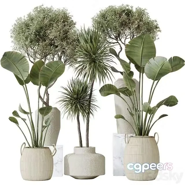 3ds Max Free – AV Indoor plants set 172 Mission Arbequina Olive and Ravenala Banana Strelitzia and Spineless Yucca Aloifolia Rostrata