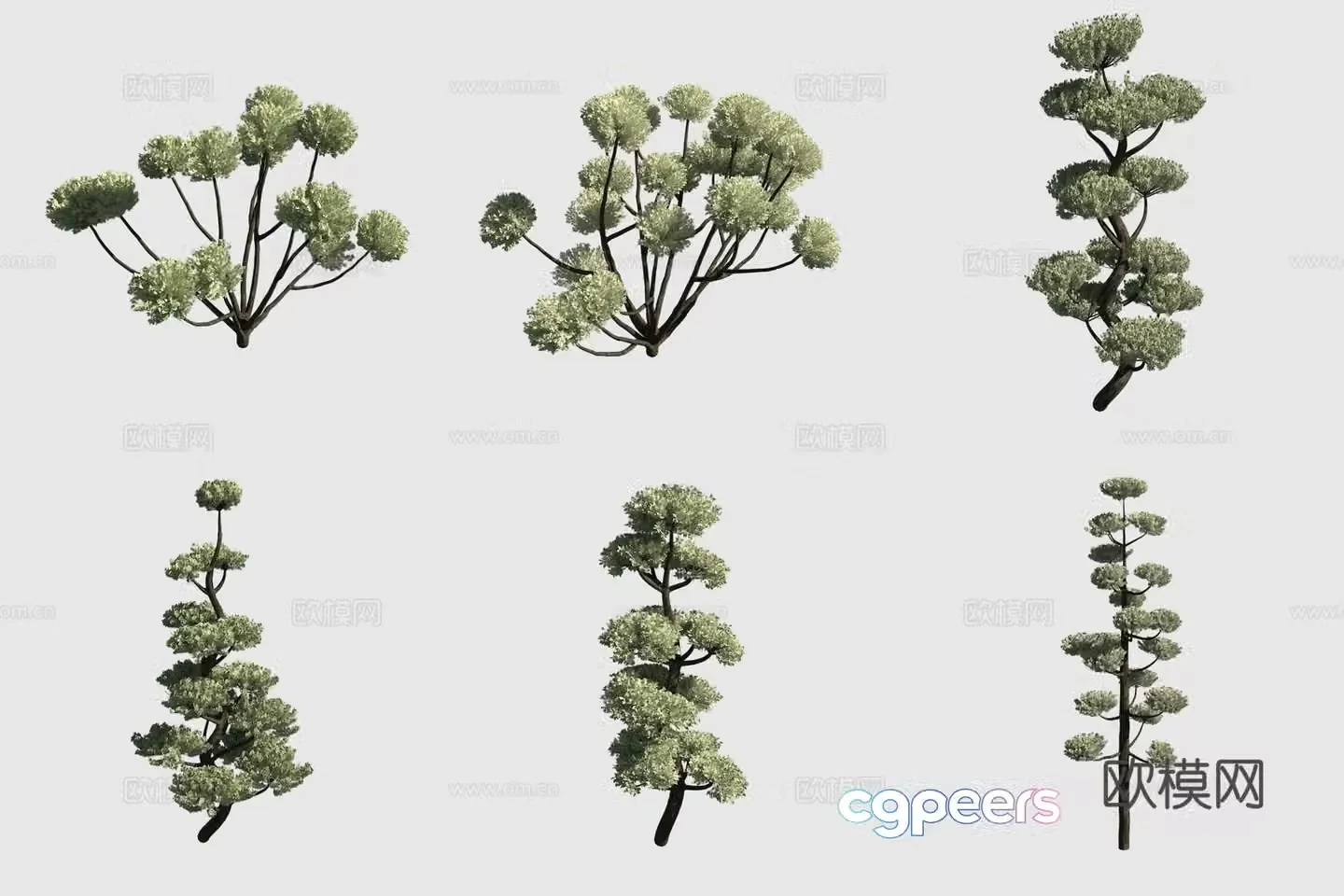 Japanese flat cypress shrub hedge ornamental plant 3d model