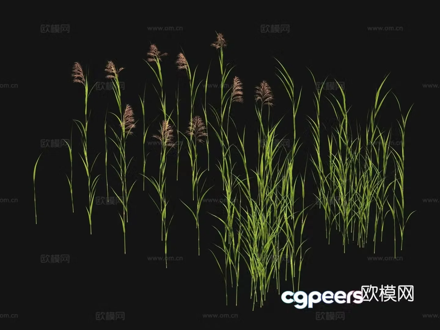 Flowers and plants Wild grass 3d model