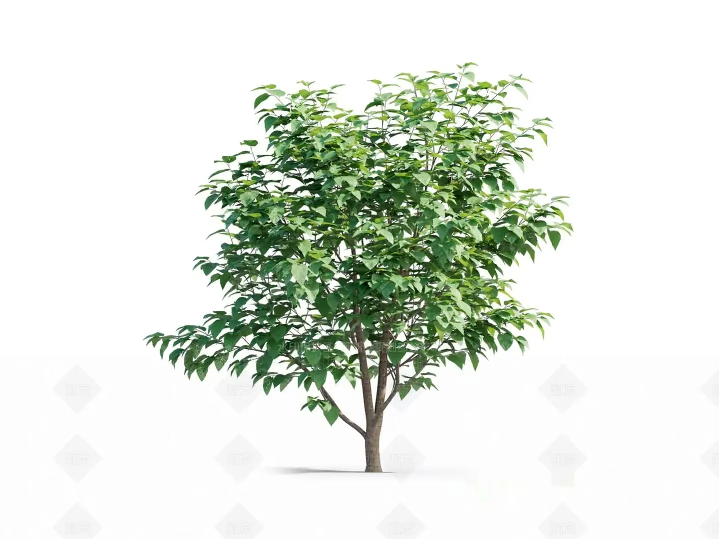 A Tree With Green Leaves 3D Model – 16374 – VRAY Render