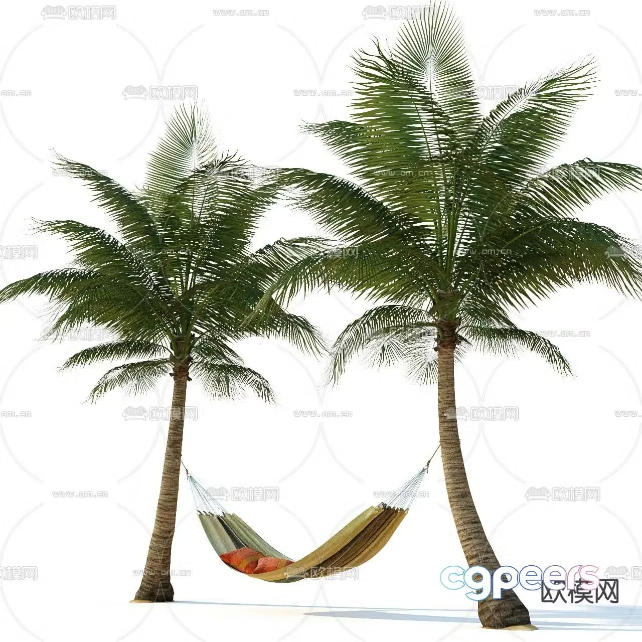 Tropical plant Coconut tree 3d model