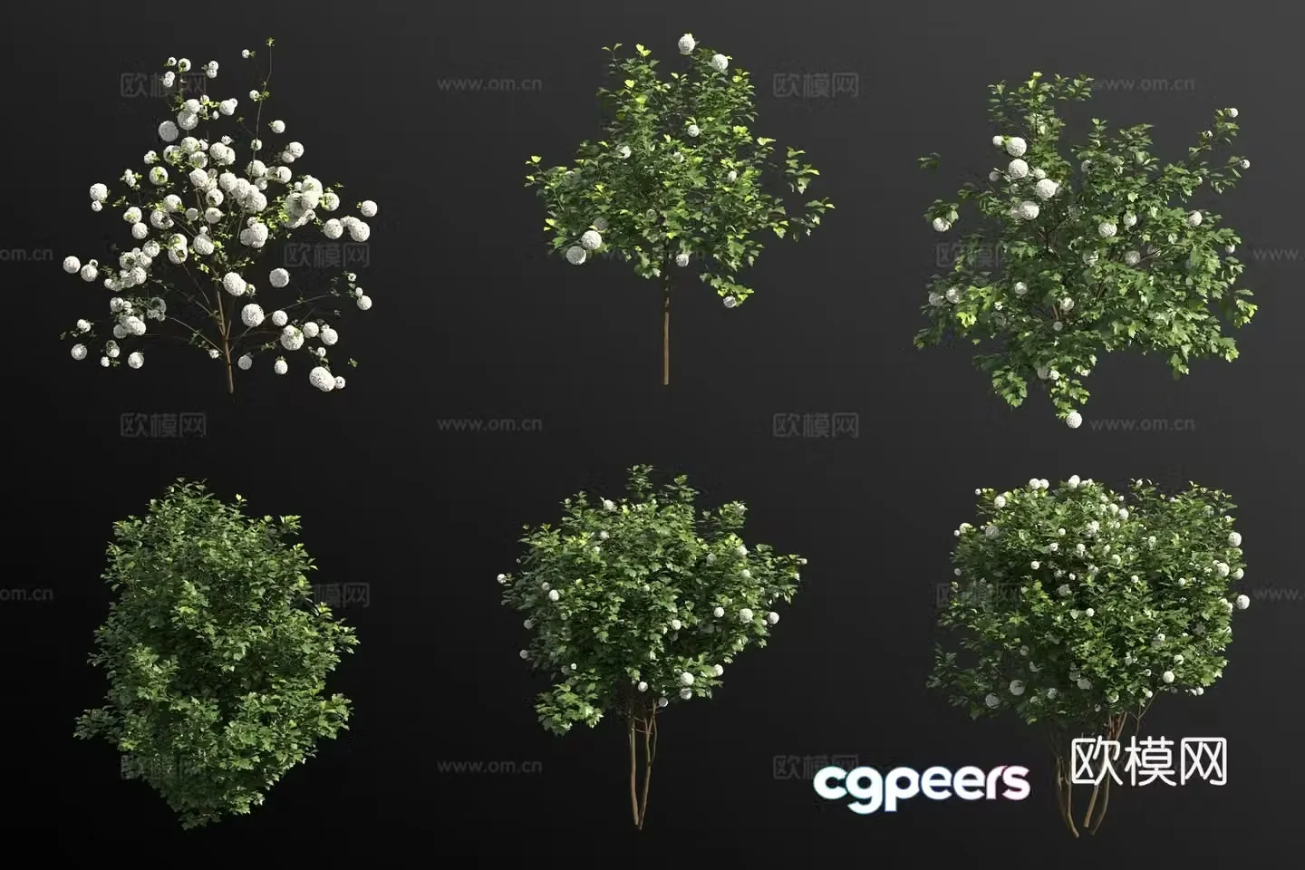European viburnum flower tree 3d model