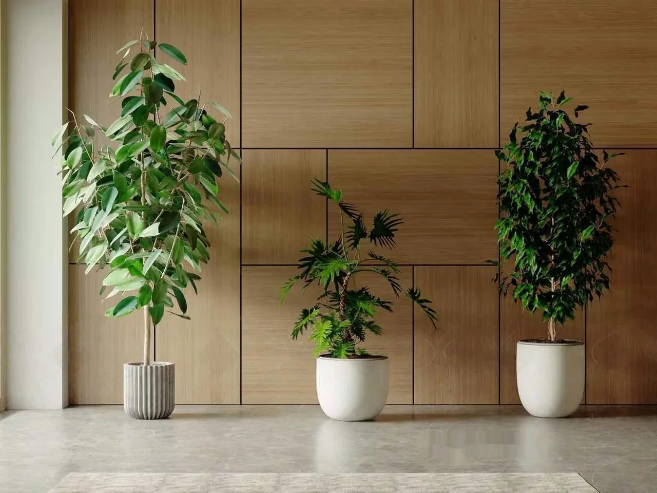 Three Indoor Plants In White Pots 3D Model – 6147 – VRAY Render