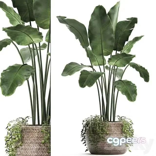 3ds Max Free – A beautiful lush banana palm bush in a round flower basket made of rattan, strelitzia, Ravenala. Set 412