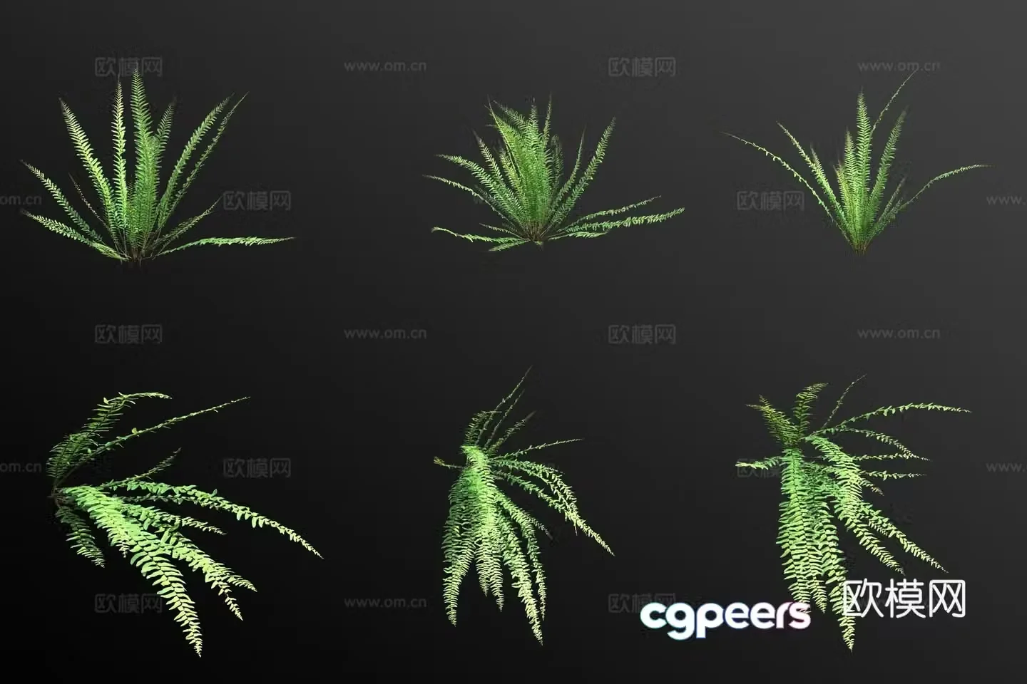 3D model of kidney fern flowers and green plants