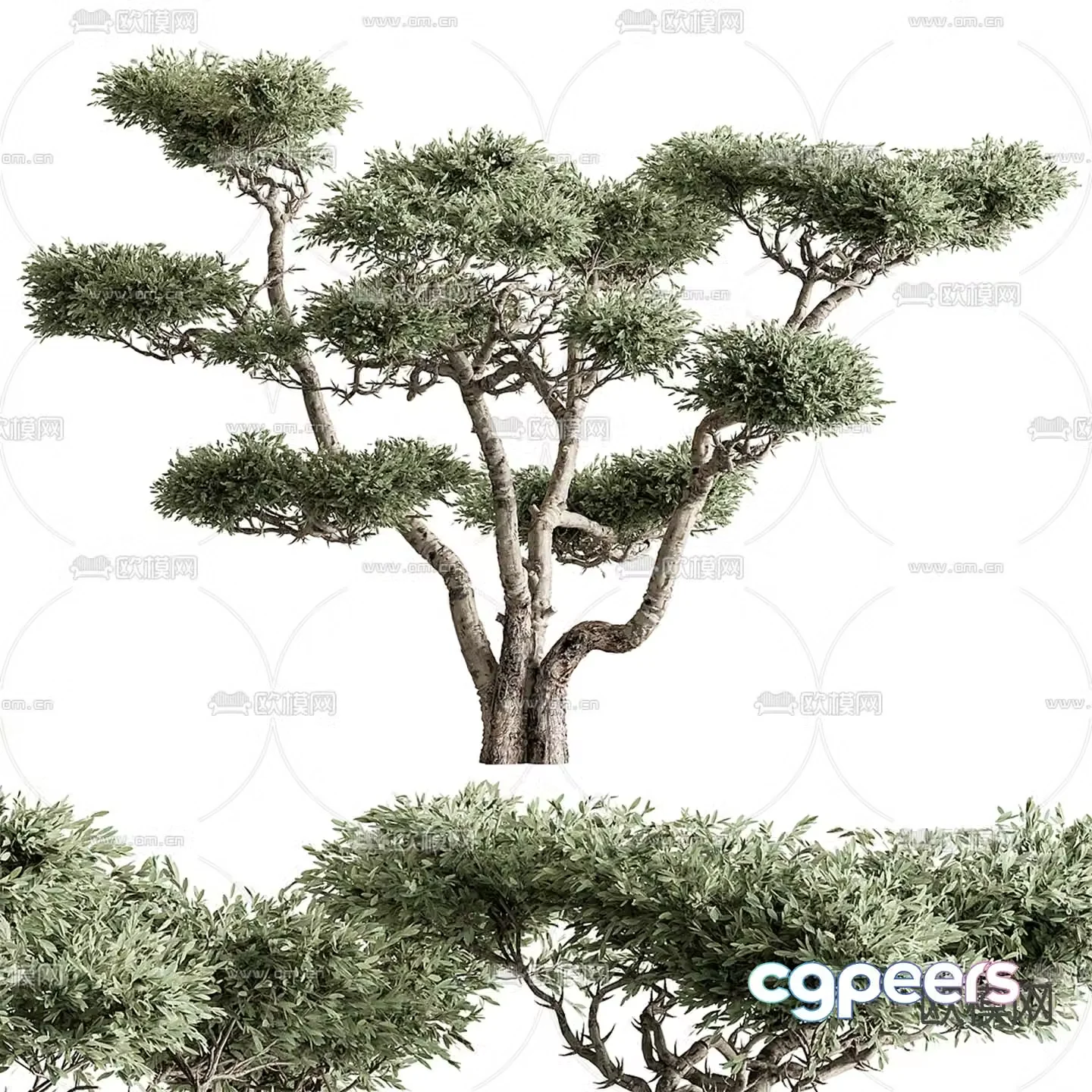 Landscape tree Big tree 3d model