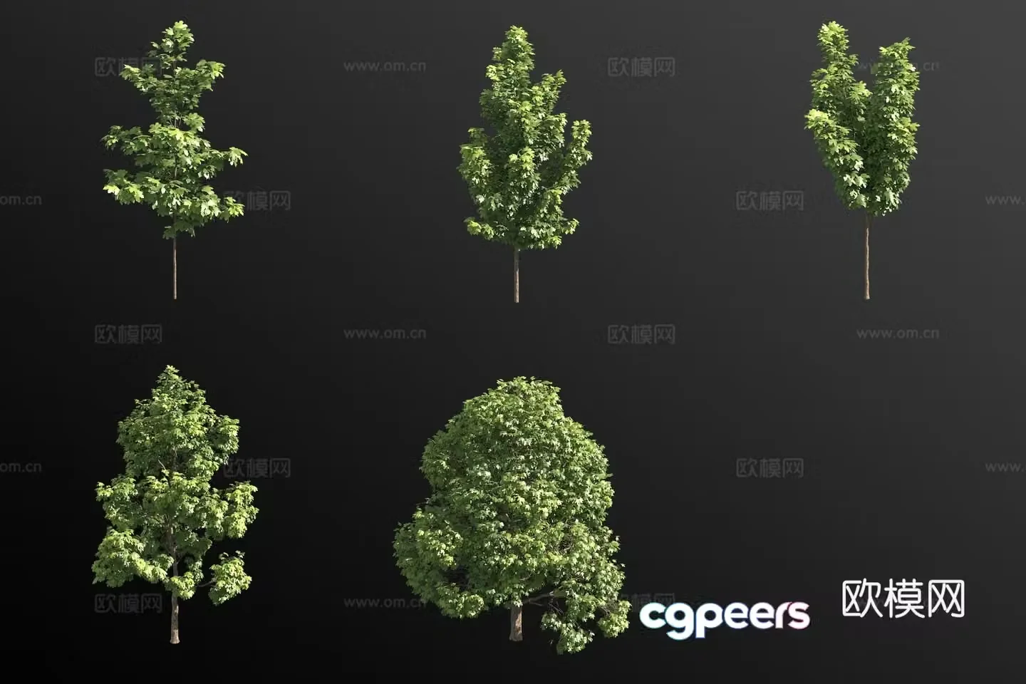 Norwegian maple shrub plant 3d model