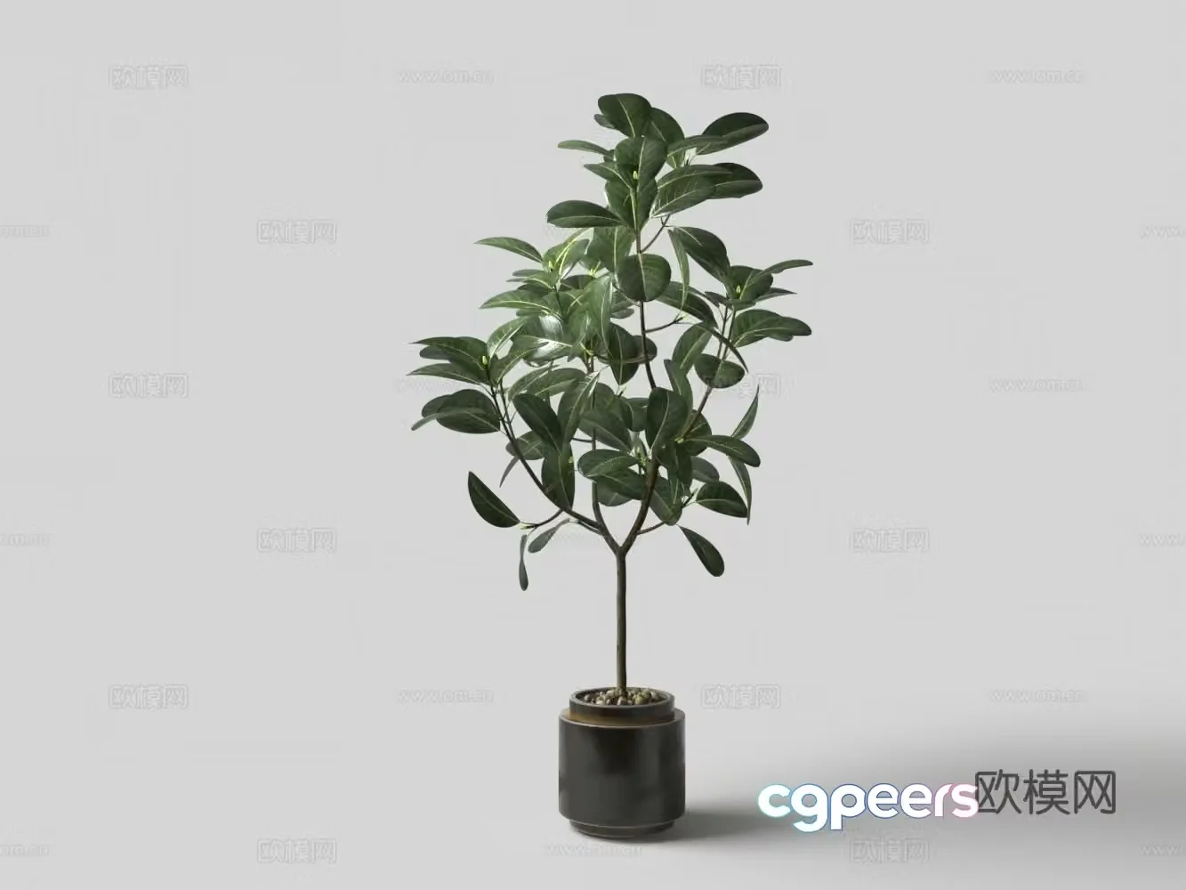 Modern potted money tree 3D model