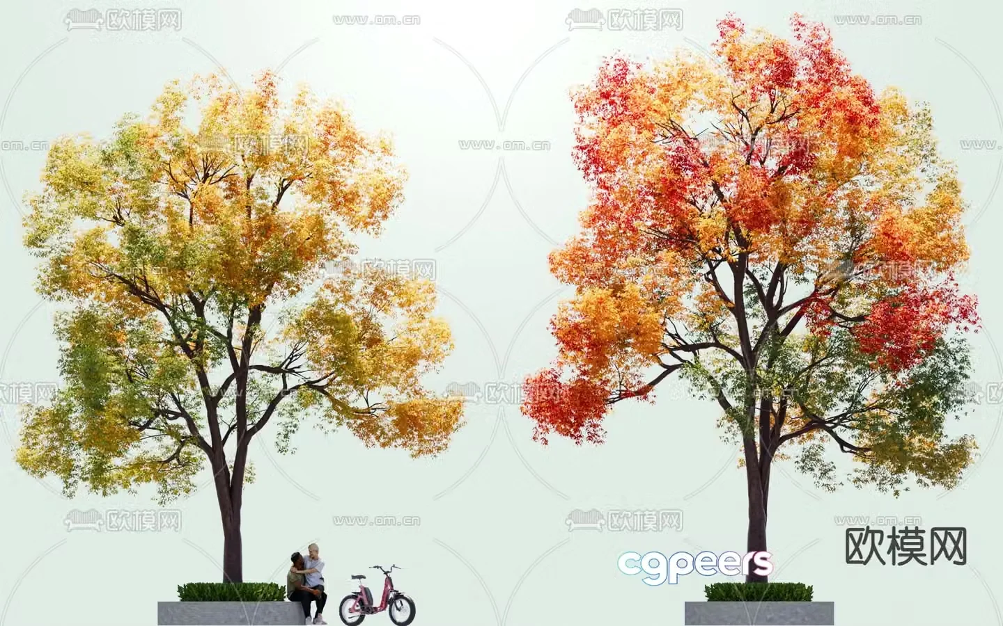 tallow tree large tree deciduous tree colorful tree 3d model