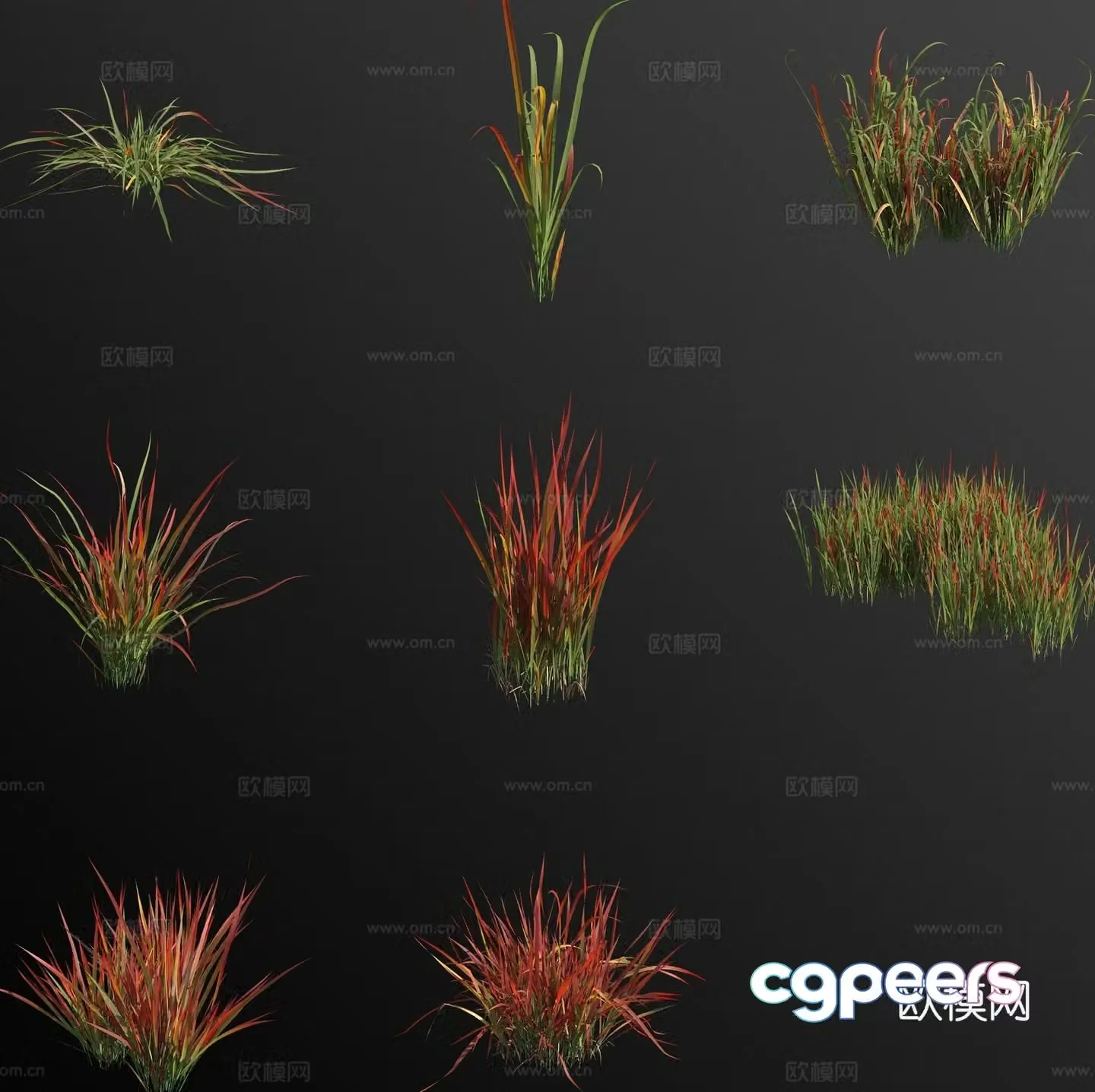Japanese blood grass blood thatch weed weed flower 3d model