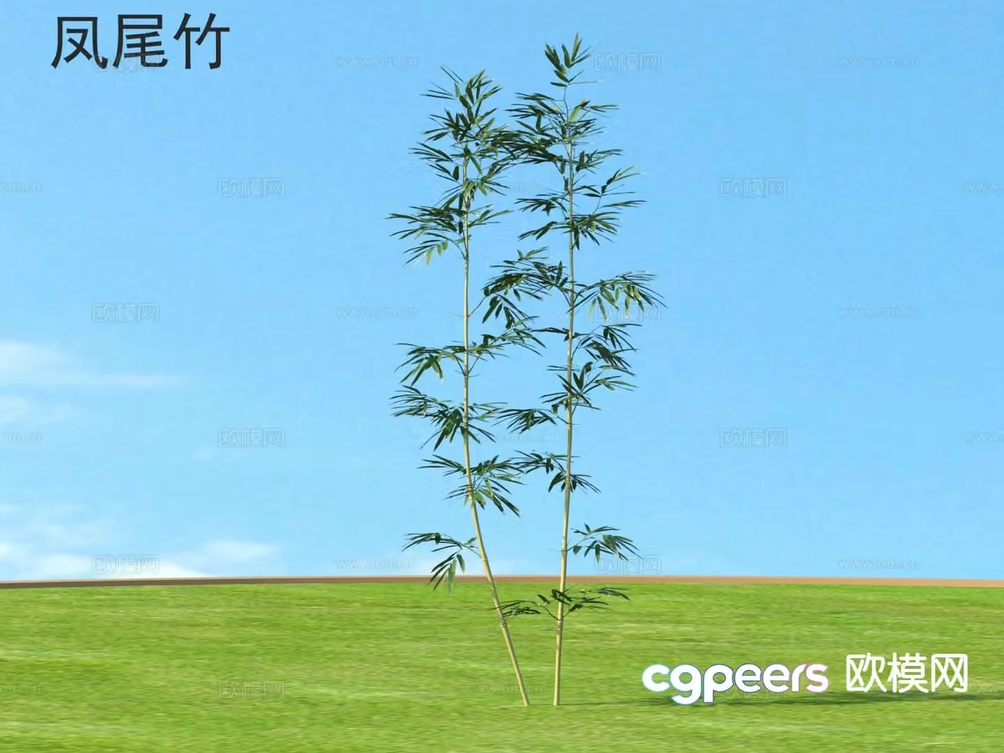 Phoenix tail bamboo plant 3D model