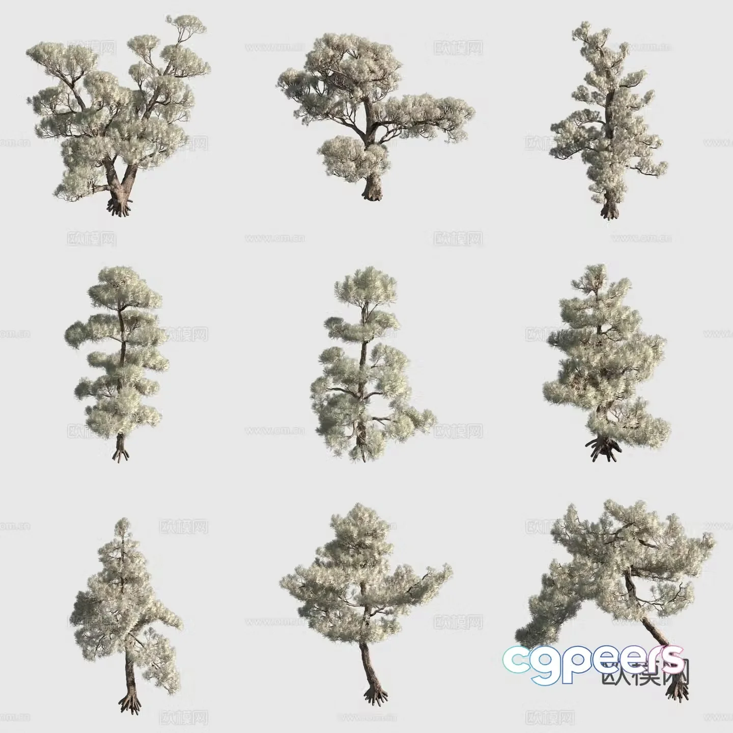 Black pine shrub hedge ornamental plant 3d model
