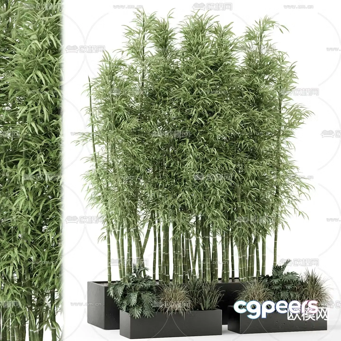 Modern bamboo potted plant 3d model
