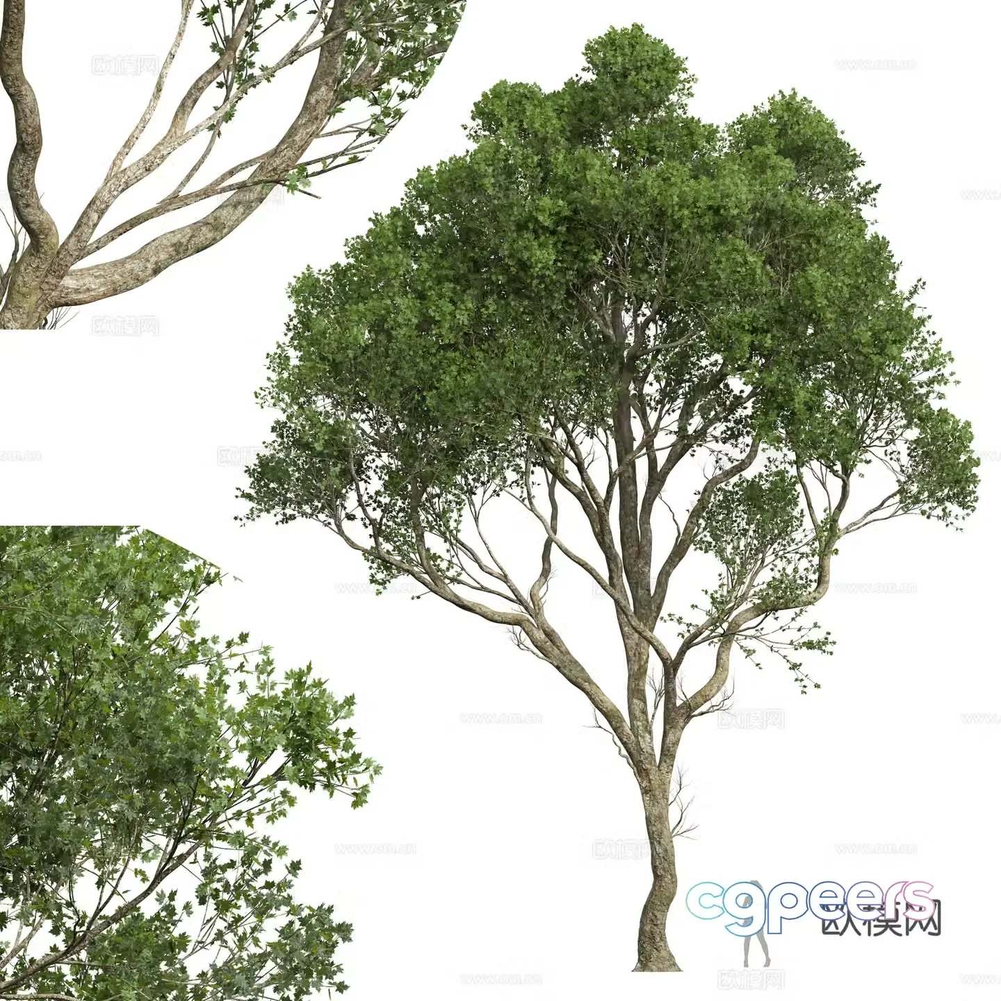 Ash Tree Landscape Tree 3D Model