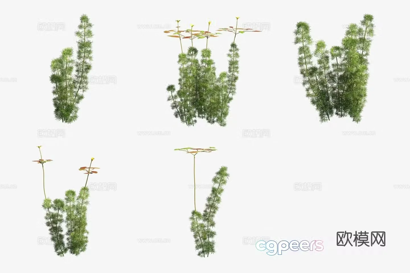 Aquatic plants green chrysanthemum plants aquatic plants 3D model
