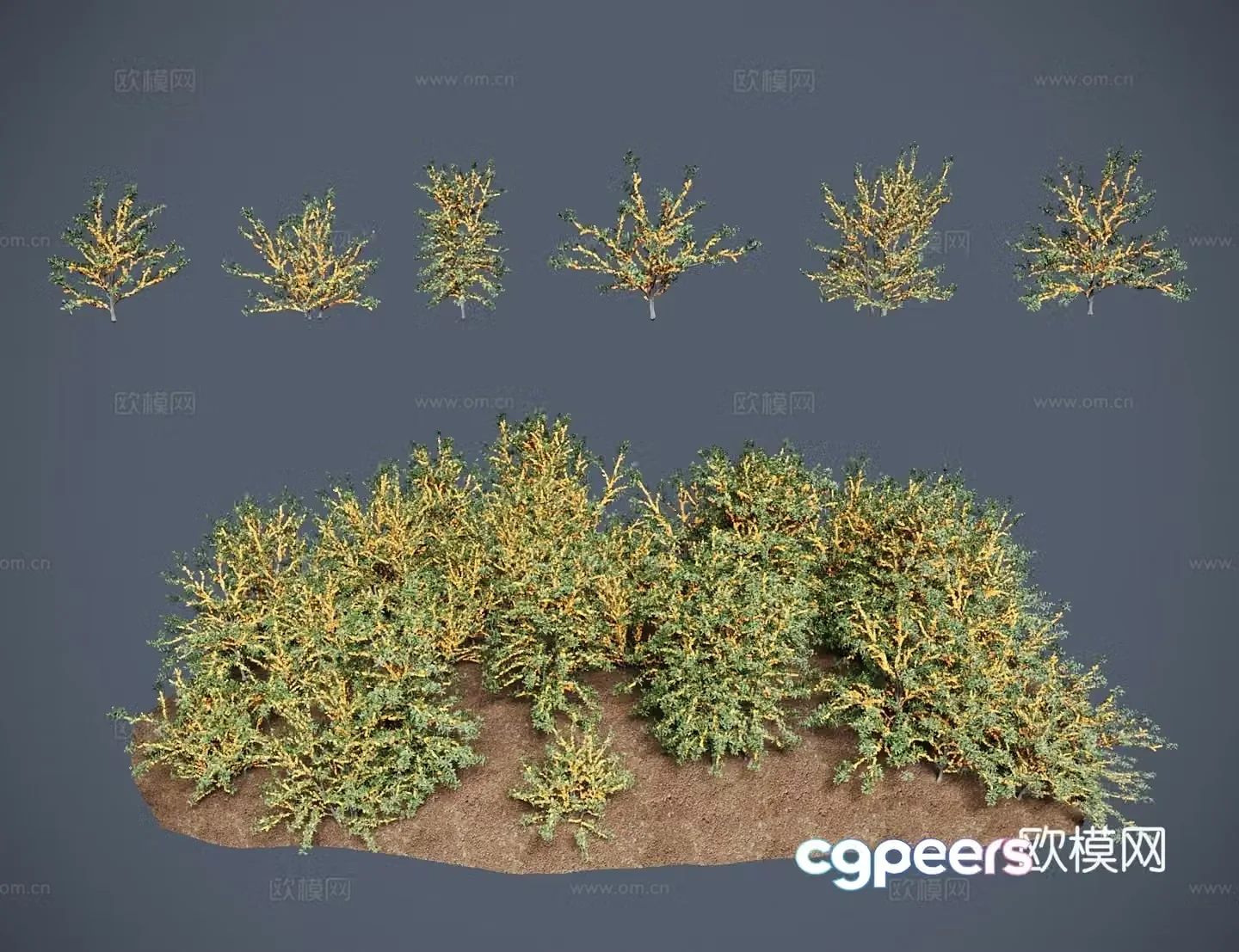 Modern shrubs sea buckthorn mountain lacquer sand plum sour jujube seed monkey eye grass 3D model